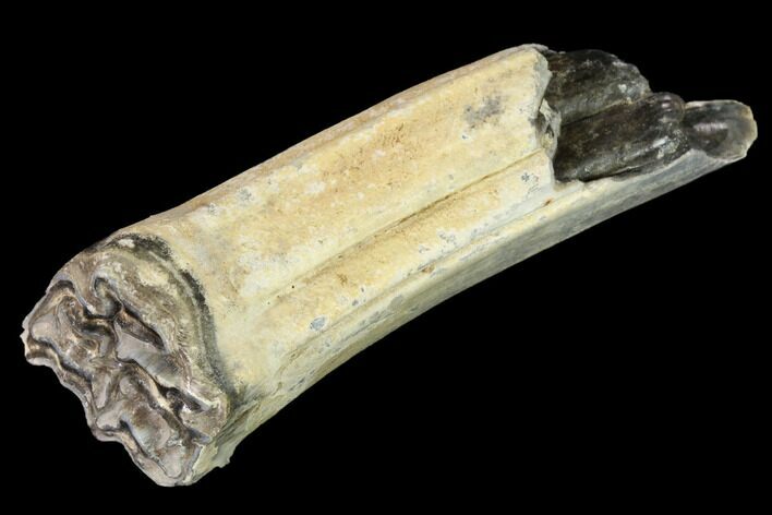 Pleistocene Aged Fossil Horse Tooth - Kansas #152260